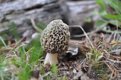 Morchella americana