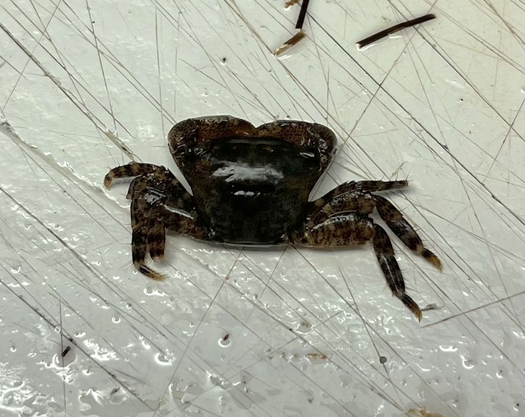 dark shore crab