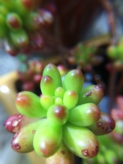 Sedum × rubrotinctum