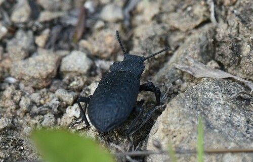 Cloudy Darkling Beetle