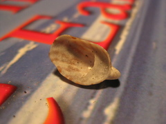 Maoricrypta youngi