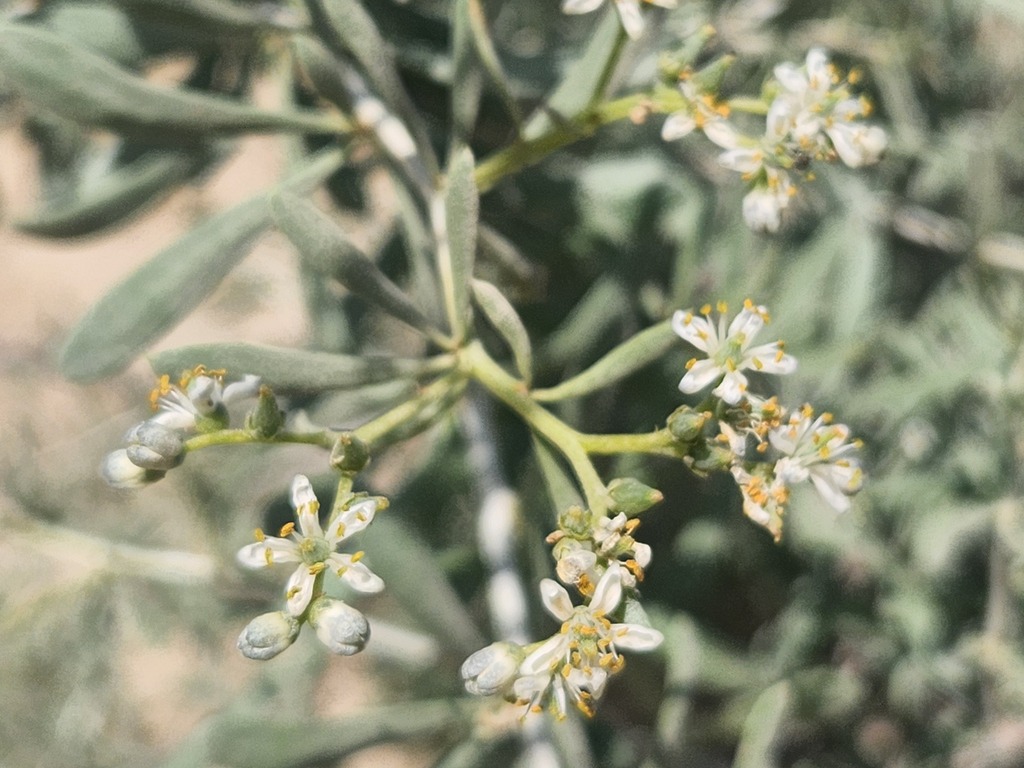 Nitraria komarovii