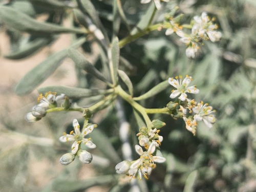 Nitraria komarovii