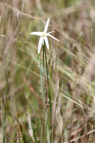 Image of Rhynchospora latifolia by (c) Mike Tilley, some rights reserved (CC BY)