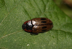 Iphiclus quadrisignatus