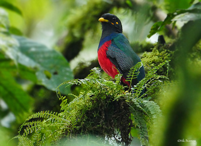 African Trogons