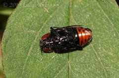 Iphiclus quadrisignatus