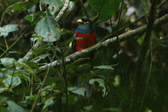 Bare-Cheeked Trogon photo 2