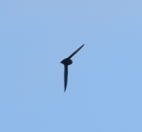 Apodidae image