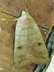 Cissusa indiscreta