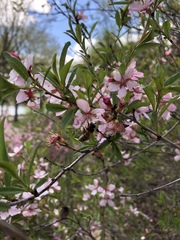 Apis mellifera