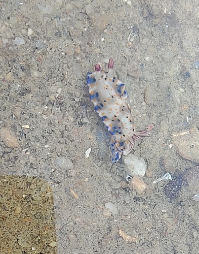 Black-spotted Split-tooth Dorid