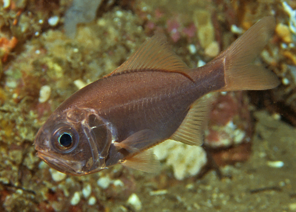 Sandpaper Fish