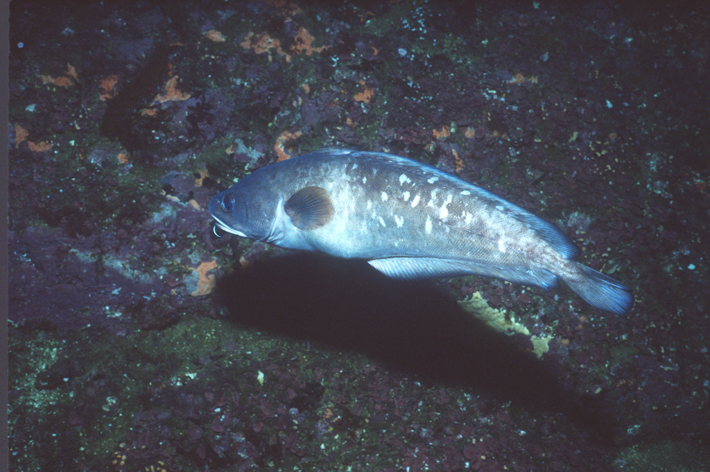 Bastard cod (Pseudophycis barbata) — Moridae