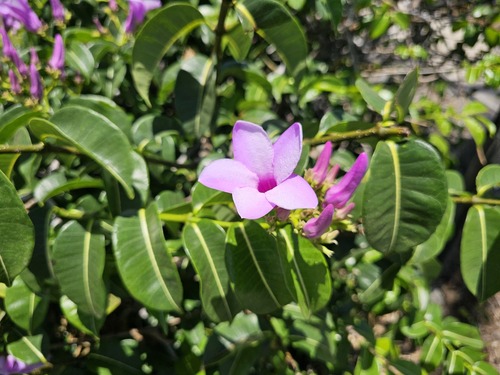 Cryptostegia madagascariensis observed 2024-06-12