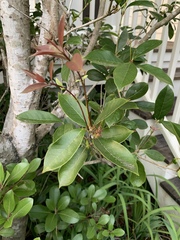 Osmanthus