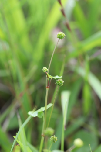 Hydrocotyle ramiflora iNat (3)