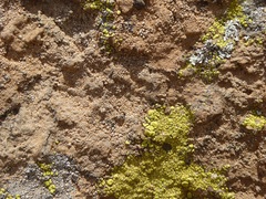 Acarospora schleicheri