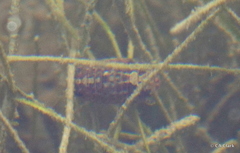 Sphaeroma quoianum