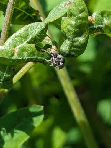 Alfalfa Curculio photo 2