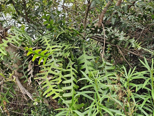 Selenicereus anthonyanus, 2024-06-13