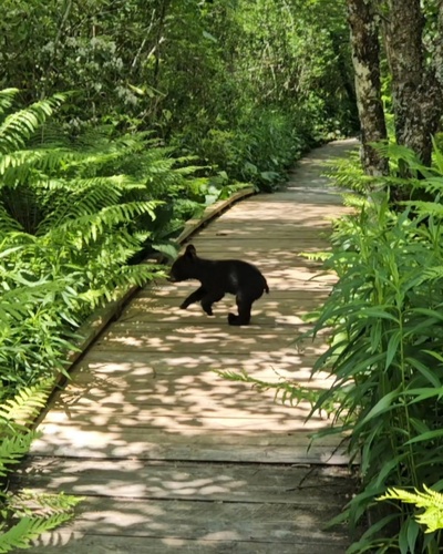Eastern Black Bear photographed in West Virginia