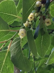 Diospyros virginiana