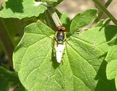 Odontomyia cincta