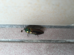 Campsosternus auratus