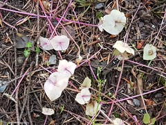 Claytonia rubra