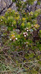 Baccharis tricuneata