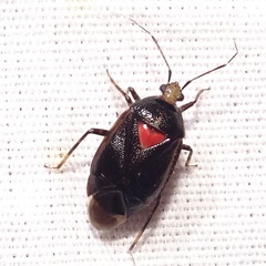 Deraeocoris sayi