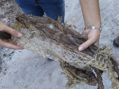 Python bivittatus
