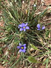 Sisyrinchium pruinosum
