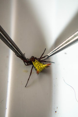 Micrathena lucasi