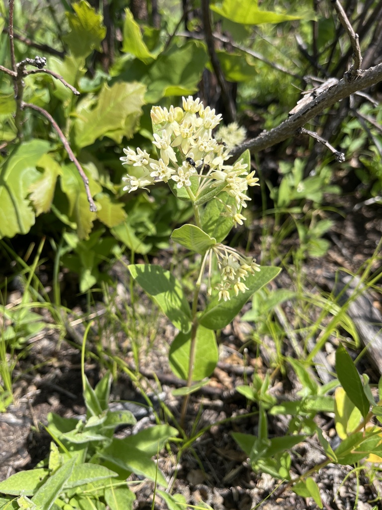 oval-leaved milkweed in June 2024 by Derek S. Anderson. Area frequently ...