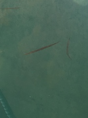 Aulorhynchus flavidus