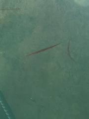 Aulorhynchus flavidus