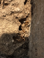 Camponotus festinatus