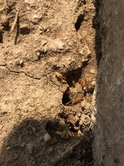 Camponotus festinatus