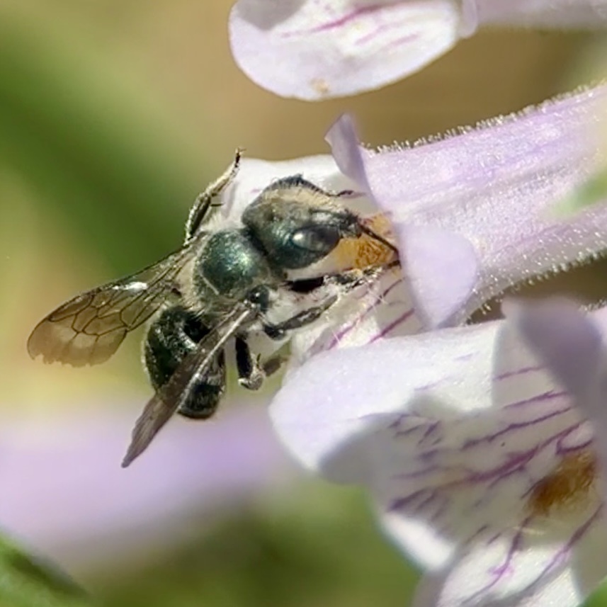 Beardtongue Mason