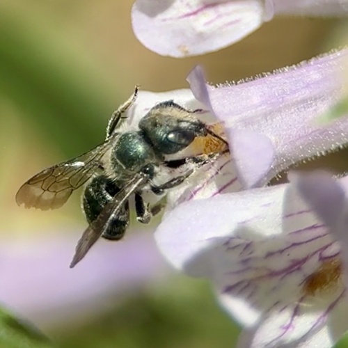 Beardtongue Mason