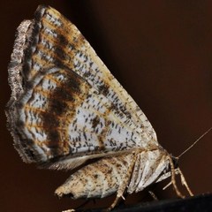 Digrammia ocellinata