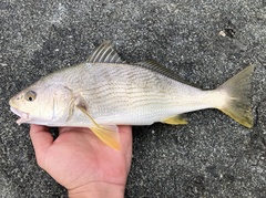 Yellowfin Croaker photo 3