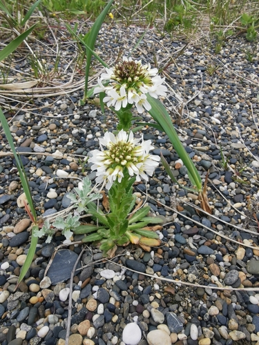 Arabis hirsuta iNat (2)