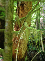 Pseudisothecium myosuroides