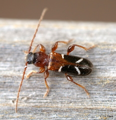 Phymatodes nitidus