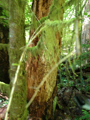 Pseudisothecium myosuroides