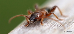 Phymatodes nitidus