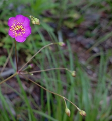 Phemeranthus mengesii